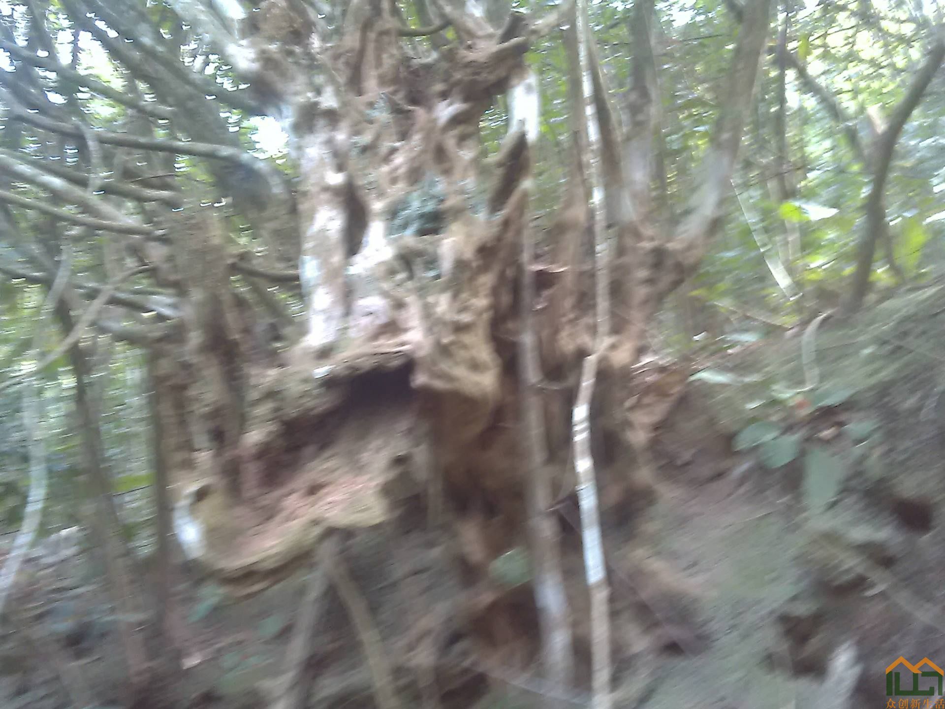 虬龙——一株老桩映山红